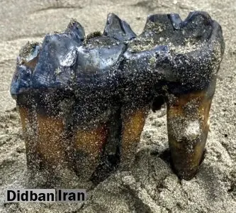 کشف دندانهای بزرگ و عجیب موجودی که هزاران سال پیش میزیسته است+تصاویر