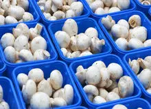 مسمومیت ۱۱ نفر در مشگین‌شهر بر اثر مصرف قارچ سمی