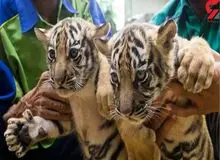 کشف محموله قاچاق حیات وحش در تهران