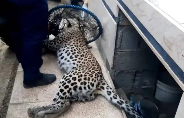 انتقال پلنگ زنده‌گیری شده در ماسال به پارک پردیسان