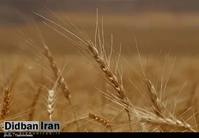 تذکر یک نماینده به دولت درباره پیش خرید ۳ هزار تومانی گندم از سوی دلالان
