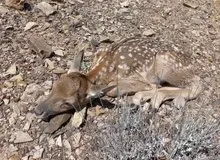 عکسی زیبا از تولد نخستین گوساله گوزن زرد ایرانی در بهار ۱۴۰۳