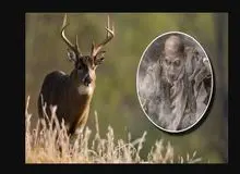 گوزن زامبی/ اگر این بیماری گوزن به انسان انتقال پیدا کند، فاجعه به بار می‌آید!