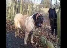 بزرگترین سگ جهان که رکورد گینس را زد!