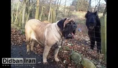 بزرگترین سگ جهان که رکورد گینس را زد!