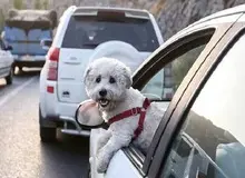 ممنوعیت سگ‌گردانی در گیلان