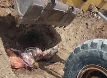  ذبح گوشت اسب در یکی از روستا‌های قروه+تصاویر 