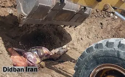 ذبح گوشت اسب در یکی از روستاهای قروه+تصاویر