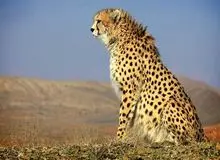 مقام سازمان محیط زیست: برای حفاظت از یوزپلنگ آسیایی با کمبود بودجه روبرو هستیم / آمار دقیقی از یوز آسیایی وجود ندارد؛ آمارها بر پایه حدس و گمان است