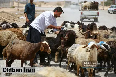 قیمت جدید دام زنده در بازار اعلام شد/ پوریان: از این قیمت بالاتر گوشت نخرید