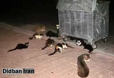به گربه ها غذا ندهید