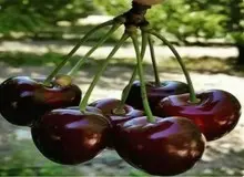 کرم داخل گیلاس در بدن انسان زنده می‌ماند؟
