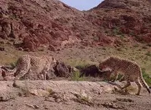 ثبت ۲ یوزپلنگ ایرانی در توران