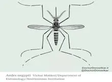 تصویری دقیق از پشه عامل تب دنگی