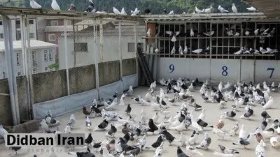 گزارشی از کفتربازی در تهران/ قفس واسه اینا حصار نیست