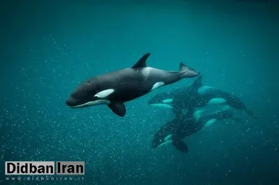 کشف رفتاری بیسابقه: نهنگهای قاتل نیز روتین مراقبتی پوست دارند