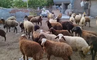  ۲ پلنگ در شاهرود به گوسفندان یک زن روستایی حمله کردند
