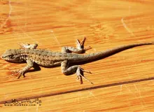 آیا واقعا دم مارمولک خانگی حاوی سیانور است؟
