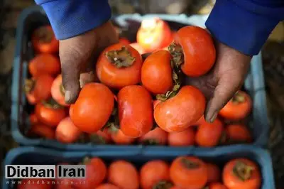 ماجرای ترسناک «خرمالو» در اتاق‌های عمل مشهد