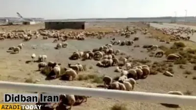 واکنش سازمان دامپزشکی نسبت به محموله گوسفندان در فرودگاه امام/ عادی است