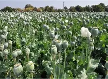 طالبان مدعی شد: پایان کشت مواد مخدر در افغانستان