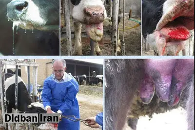 استفاده از فناوری هوش مصنوعی در کنترل بیماری تب برفکی