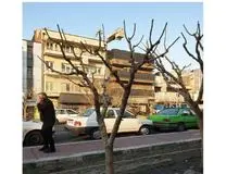  شهرداری: در تهران موش بالای درخت نمی رود