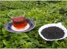 چای لاهیجان از کجا بخرم؟
