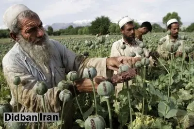 مقاله جنجالی درباره ارتباط تریاک و ابتلا به کرونا/ آیا به راستی تریاک از مبتلا شدن افراد به کرونا جلوگیری می کند؟
