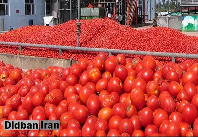 گوجه فرنگی ایران از عراق به سوریه صادر می شود