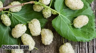این میوه پوست شما را جوان نگه می‌دارد