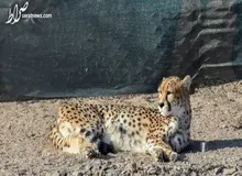 کمبود بودجه برای حفاظت از یک نماد ملی/ کارشناس حیات وحش: کمبود امکانات برای حفاظت از گونه‌های جانوری مشهود است