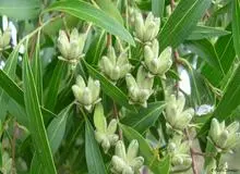 تولید واکسن کرونا از ماده یک درخت صابون / شرکت نواواکس آمریکا: مرحله سوم کارآزمایی واکسن با استفاده از ماده موثر این درخت را آغاز کرده ایم