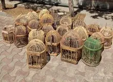 نجات ۱۸ قطعه کبک وحشی از دام سوداگران