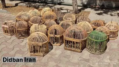 نجات ۱۸ قطعه کبک وحشی از دام سوداگران