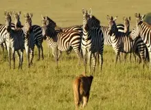 قوی‌ترین جاندار در روی زمین کدام است؟