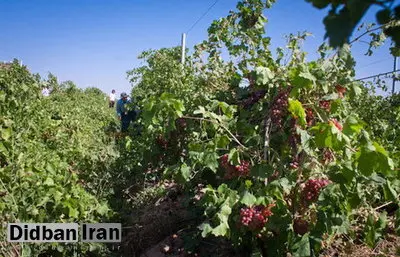 وجود بیش از ۲۲ هزار هکتار باغ انگور در تاکستان/ محصولات به بازارهای جهانی معرفی نشده‌اند