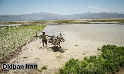 بسیاری از رودخانههای مازندران خشک شدند