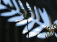 بازگشت گلشیفته فراهانی به سینما