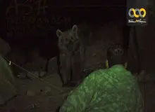 «مستند حیات وحش» دومین برنامه پرمخاطب صداوسیما شد