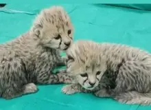 آخرین وضعیت توله‌ یوزهای توران/ احتمال زنده ماندن یوزها زیاد است