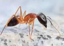 نوعی از مورچه‌ها قادر به جراحی قطع عضو و نجات جان همنوعانشان هستند