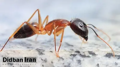 نوعی از مورچه‌ها قادر به جراحی قطع عضو و نجات جان همنوعانشان هستند