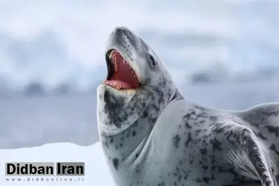 فُکهای جنوبگان آوازهای کودکانه میخوانند!
