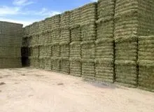 دلیل درخواست تولید کنندگان لبنیات برای افزایش قیمت چیست؟/یونجه در بازار ناپدید شد