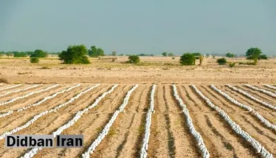 مدیر جهاد کشاورزی دشتی بوشهر: ساختمان خاک کشاورزی این منطقه تخریب شده است