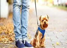 ورود سگ‌ها به پارک ممنوع شد