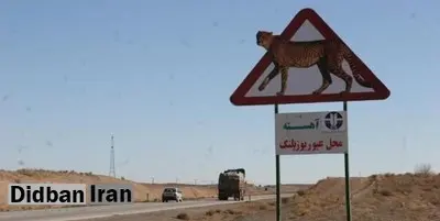 ایمنسازی جاده «عباس آباد» برای یوزپلنگ آسیایی به کجا رسید؟