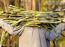 مجتمع نیشکر هفت تپه موقتا تعطیل شد