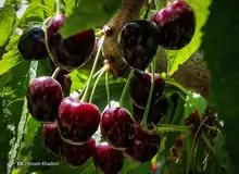  برداشت مروارید سرخی که خوردنی است+ تصاویر